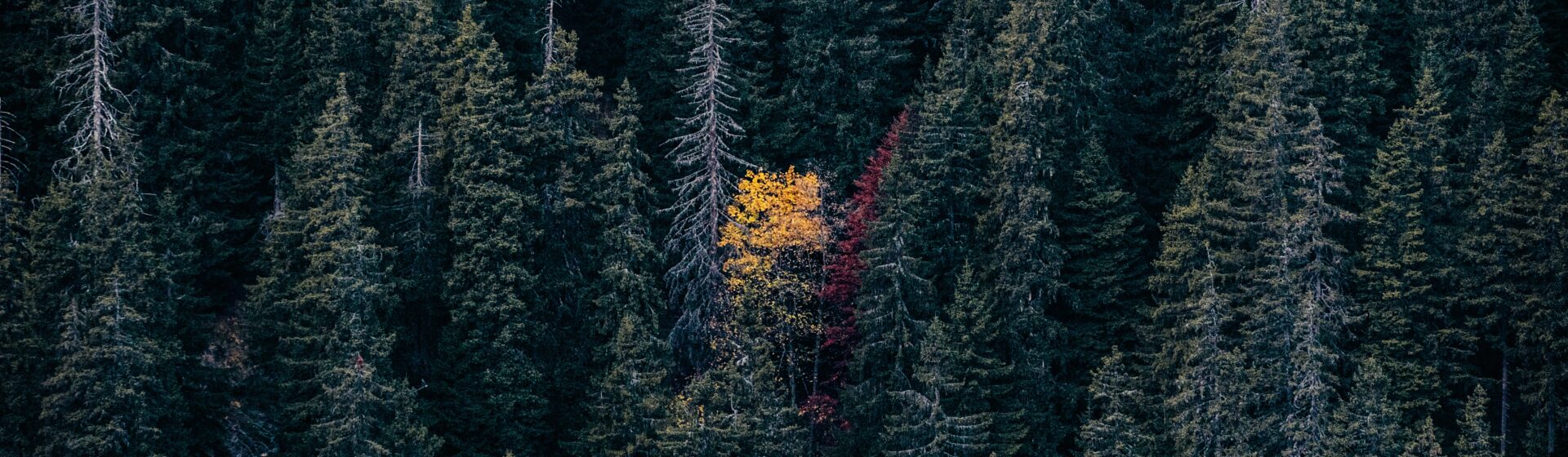 One orange tree in the middle of a green forest