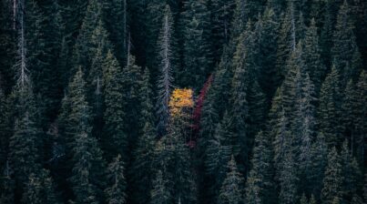 One orange tree in the middle of a green forest